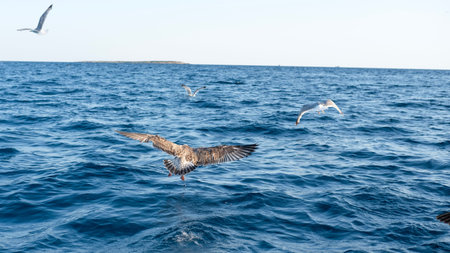 sea gulls flying over the sea.