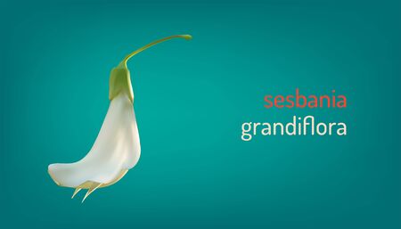 realistic white vegetable humming bird sesban agasta (sesbania grandiflora flower). vector illustrationのイラスト素材