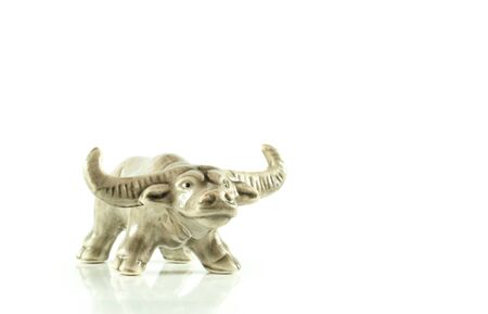 buffalos close up isolated on white backgroundの写真素材