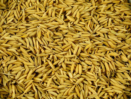 Rice close up backgroundの写真素材