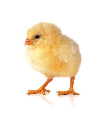 chicken isolated on white backgroundの写真素材