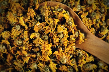 chrysanthemum isolated on white backgroundの写真素材