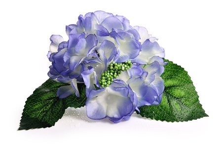 Flowers isolated on white background