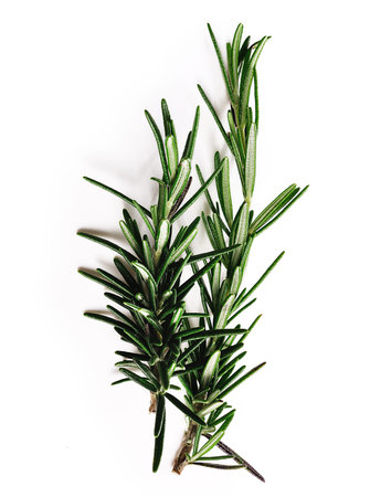 rosemary isolated on white backgroundの写真素材