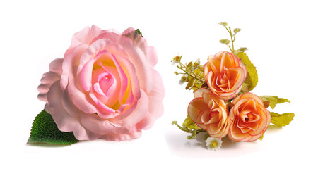 Flowers isolated on white backgroundの写真素材