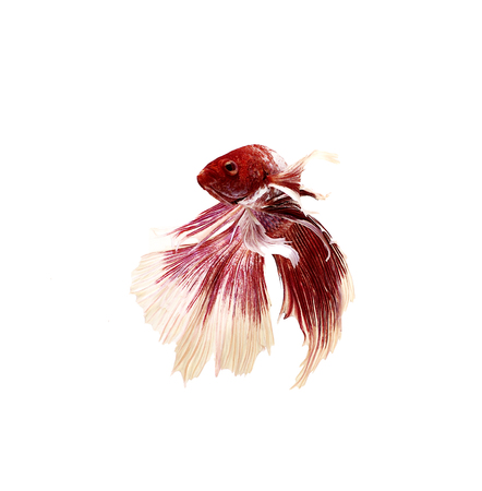 Siamese fighting fish close upの写真素材