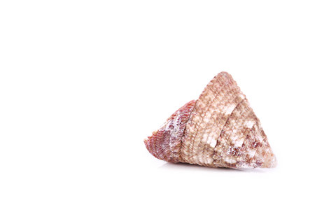 shells close up isolated on white background