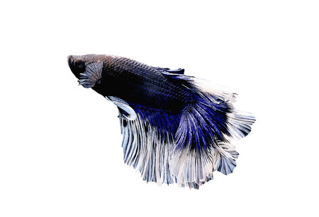 Siamese fighting fish close upの写真素材