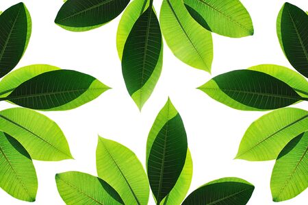 leaves close up isolated on white backgroundの写真素材