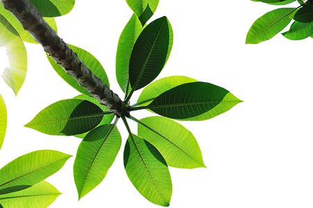 leaves Plumeria close up isolated on white backgroundの写真素材