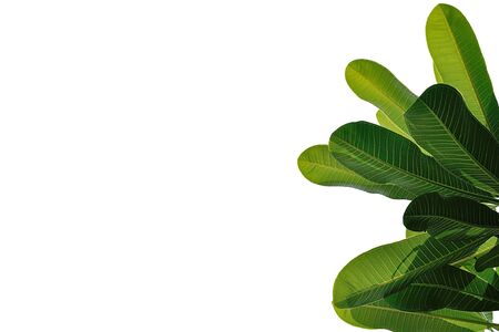 leaves close up isolated on backgroundの写真素材