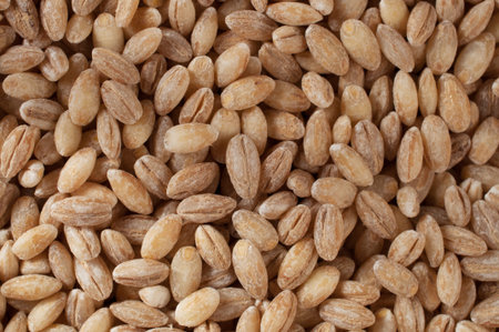 pearls barley grain seed on background