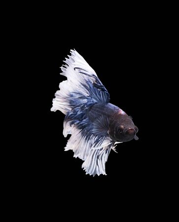betta halfmoon fighting beautiful fish close upの写真素材