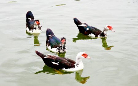 Duck bird at lake river backgroundの写真素材