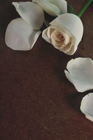 rose flowers close up on backgroundの写真素材