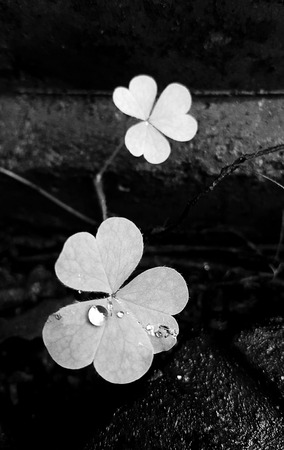 flower in spring seasons for backgroundの写真素材