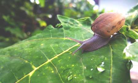 snail shell in nature backgroundの写真素材