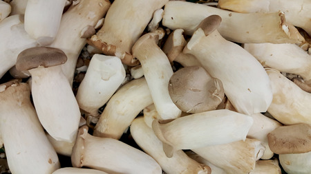 mushrooms close up textureの写真素材