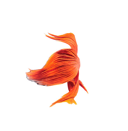 betta halfmoon fighting beautiful fish close upの写真素材