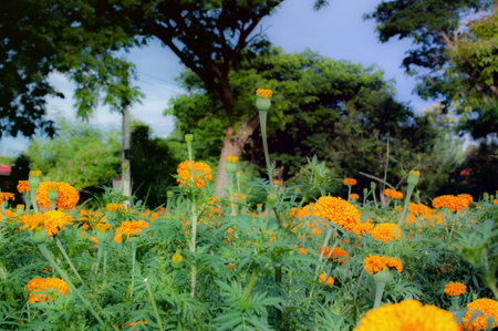 Marigold flower beautiful background