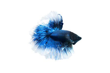 betta halfmoon fighting beautiful fish close upの写真素材