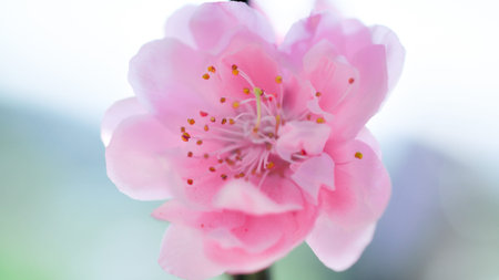 sakura blossom pink flower close up background