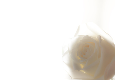 rose flowers close up on background.の写真素材