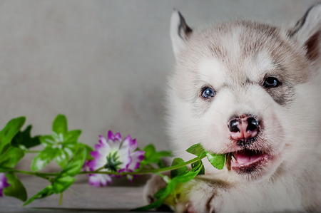 Siberian husky puppy on backgroundの写真素材