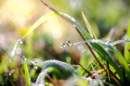water drops in fresh garden.の写真素材