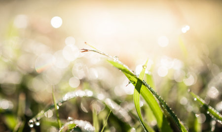 water drops in fresh garden.の写真素材