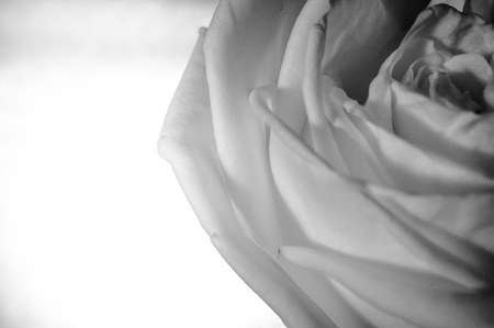 rose flowers close up on background.の写真素材