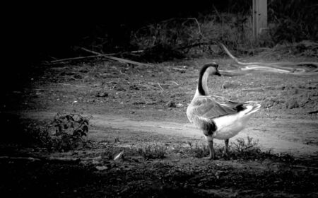 The duck looking for background.の写真素材
