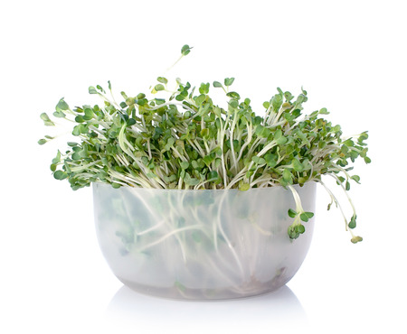 sprout isolated on white backgroundの写真素材