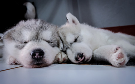 Siberian husky puppy close up on background .の写真素材