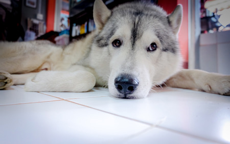 Siberian husky puppy close up on background .の写真素材