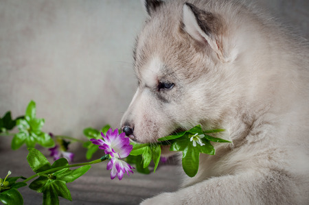 Siberian husky puppy close up on background .の写真素材