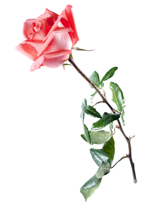rose flowers close up on background.の写真素材