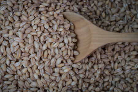 pearls barley grain seed on background