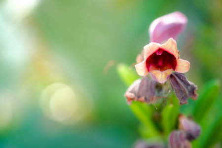 Flowers close up isolated for background
