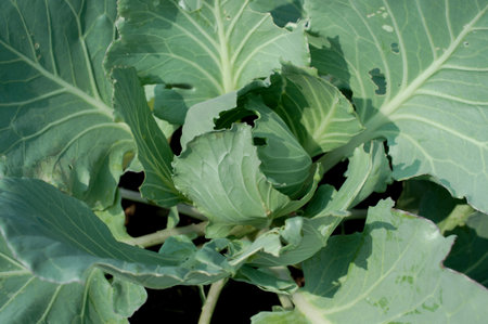 cabbages close up isolated on white background.