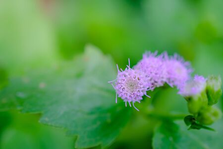 Flowers close up isolated on backgroundの写真素材