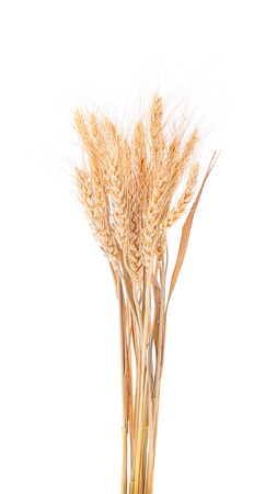 pearls barley grain seed on background
の写真素材