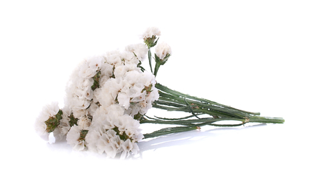 Flowers close up isolated for white backgroundの写真素材