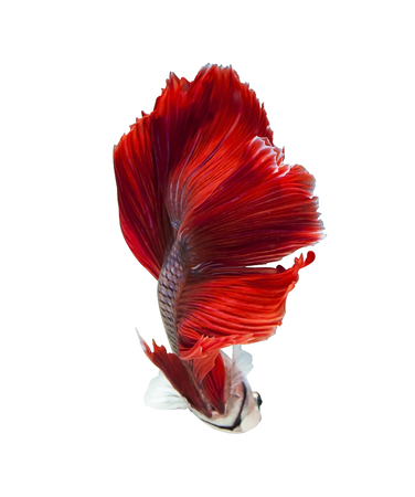 betta halfmoon fighting beautiful fish close upの写真素材