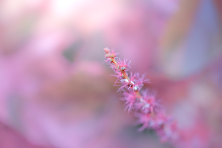 copperleaf emilia sonchifolia flower on backgroundの写真素材