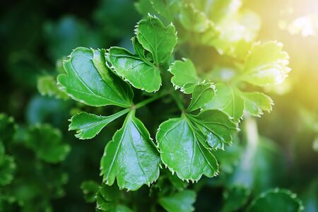 leaves close up isolated on backgroundの写真素材