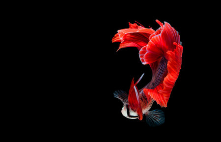 betta halfmoon fighting beautiful fish close up
