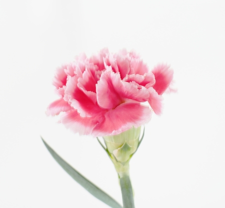 carnation flowers close up on background.の写真素材