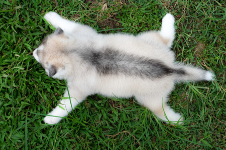 Siberian husky puppy close up on background .の写真素材
