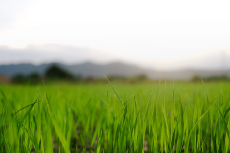 rice farm in thailand moutain background.の写真素材
